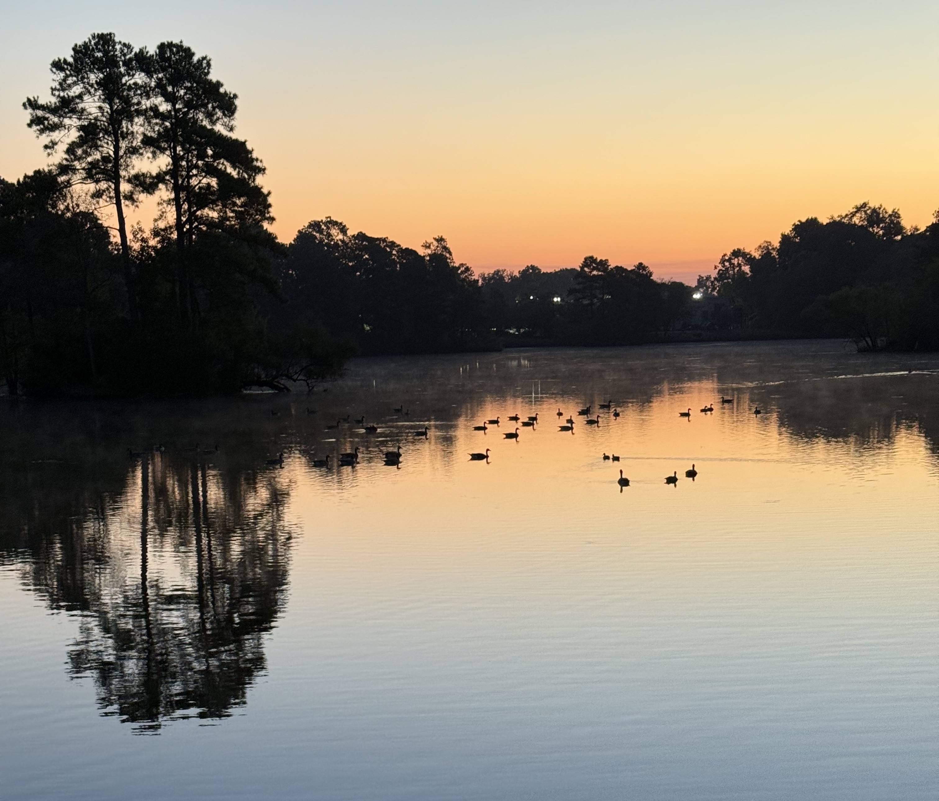 Ducks on Frenchman's Creek, Lenior County